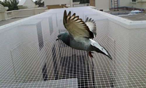 anti bird nets in chennai