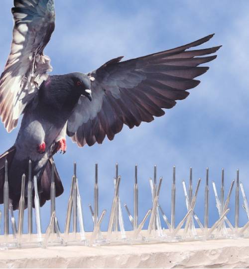 Unique birds spikes Laxmi Enterprises Contact :