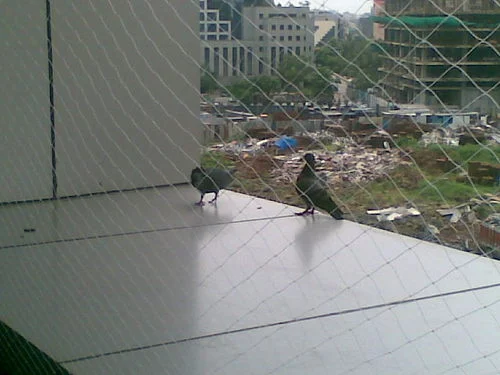 anti birds nets 500x500 1 Laxmi Enterprises Contact :