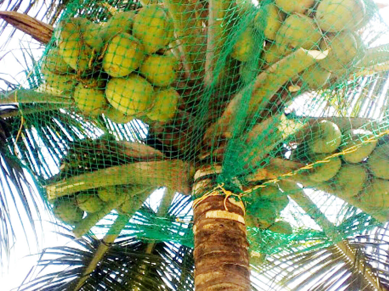 coconut safty net Laxmi Enterprises Contact :